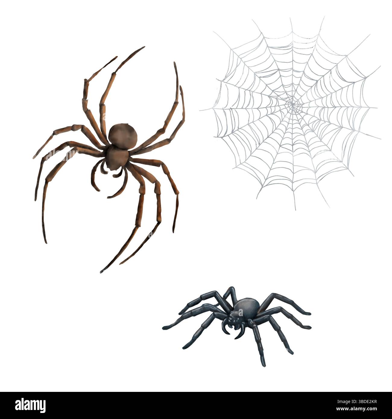 Un ragno mutante nero con gambe sottili e mandibole. La rete grigia. Illustrazione acquerello. Una serie di insetti, aracnidi, isolati su sfondo bianco Foto Stock