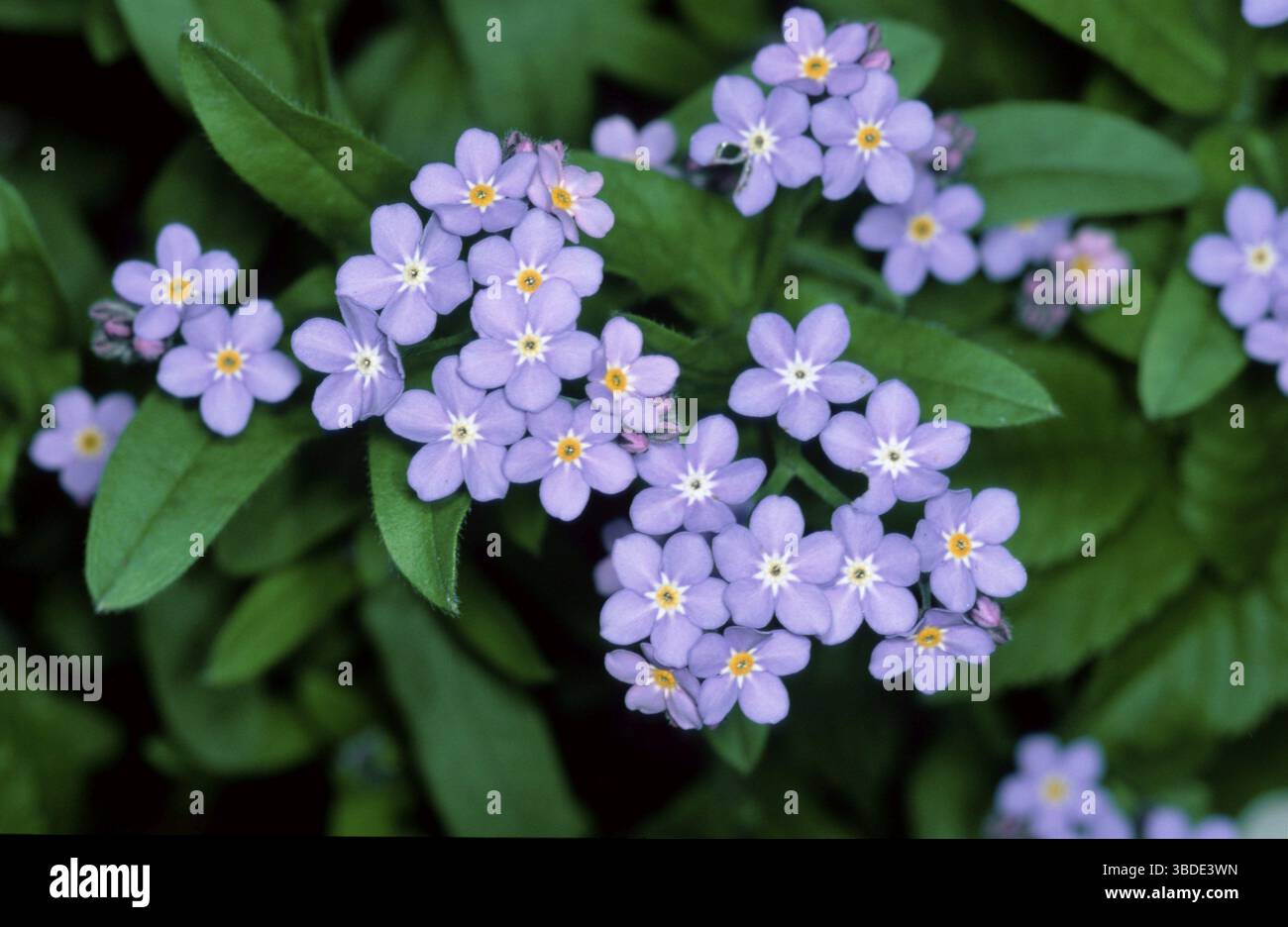 Forgetmenot (Myosotis) Foto Stock