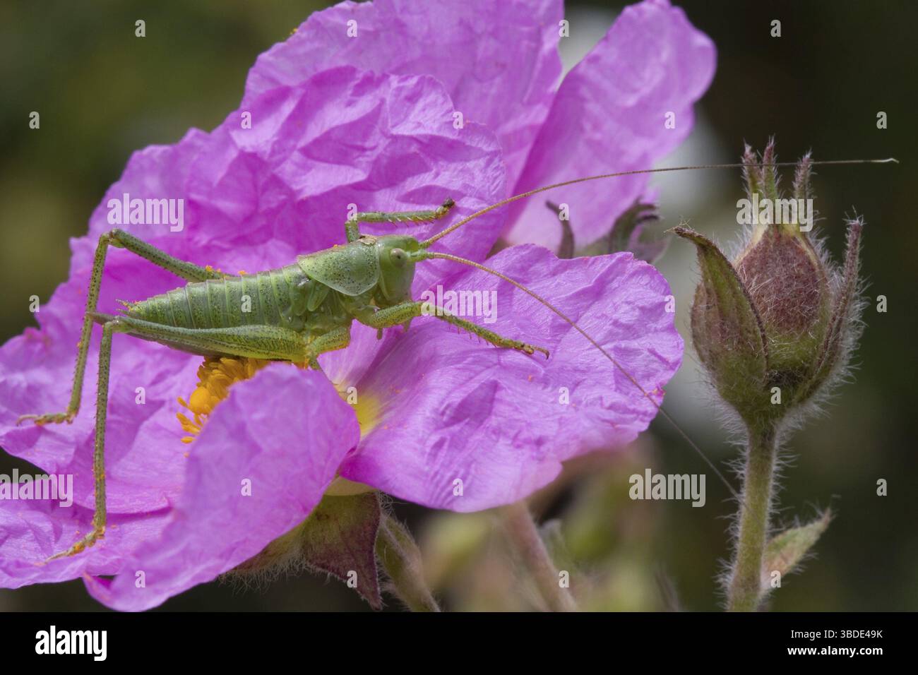 Grande cricket verde (Tettigonia viridissima) - Foto Stock