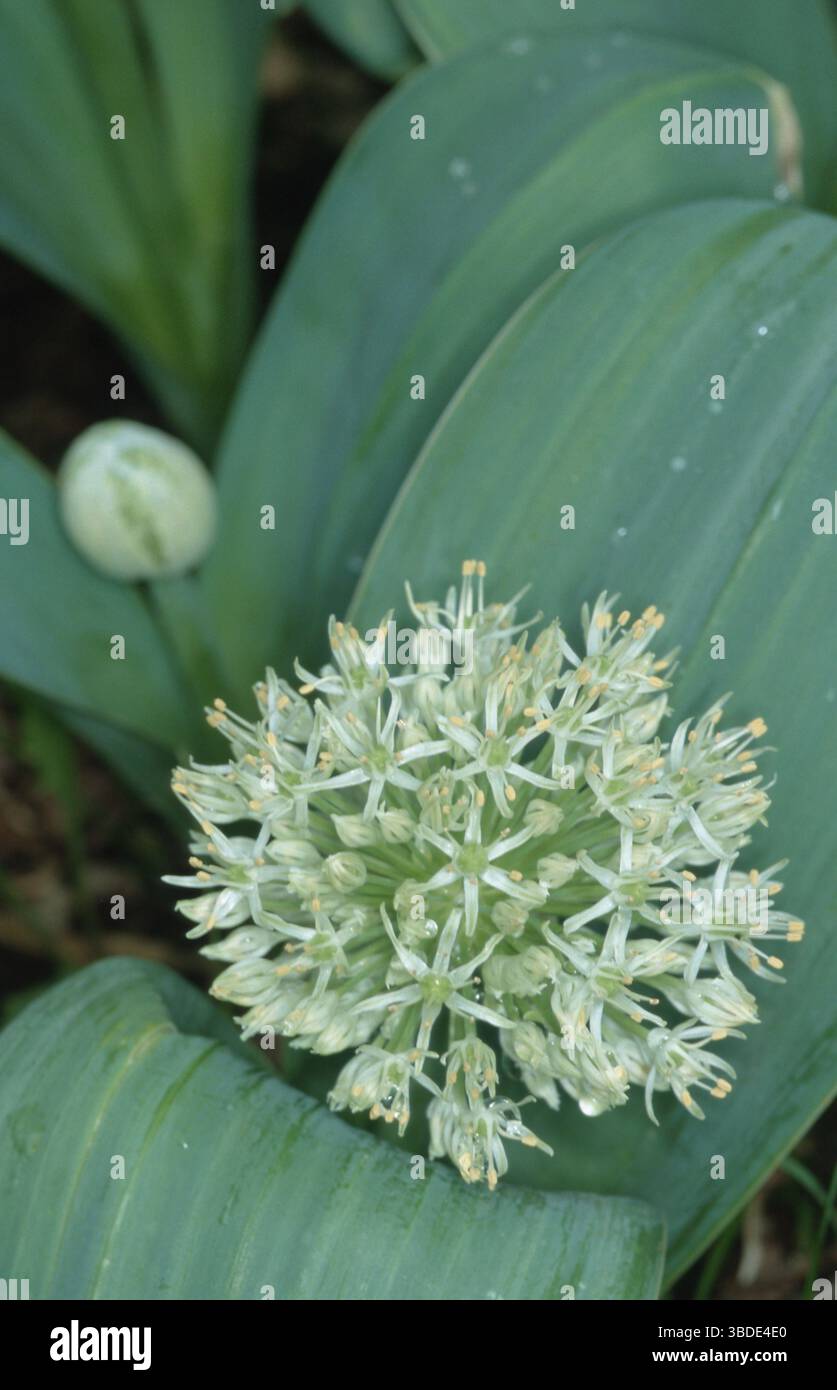 Allium lievitato d'argento (Allium karataviense) Foto Stock