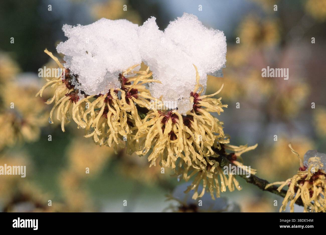 Neve sulla fioritura di Hamamelis Primavera (Hamamelis intermedia) Foto Stock
