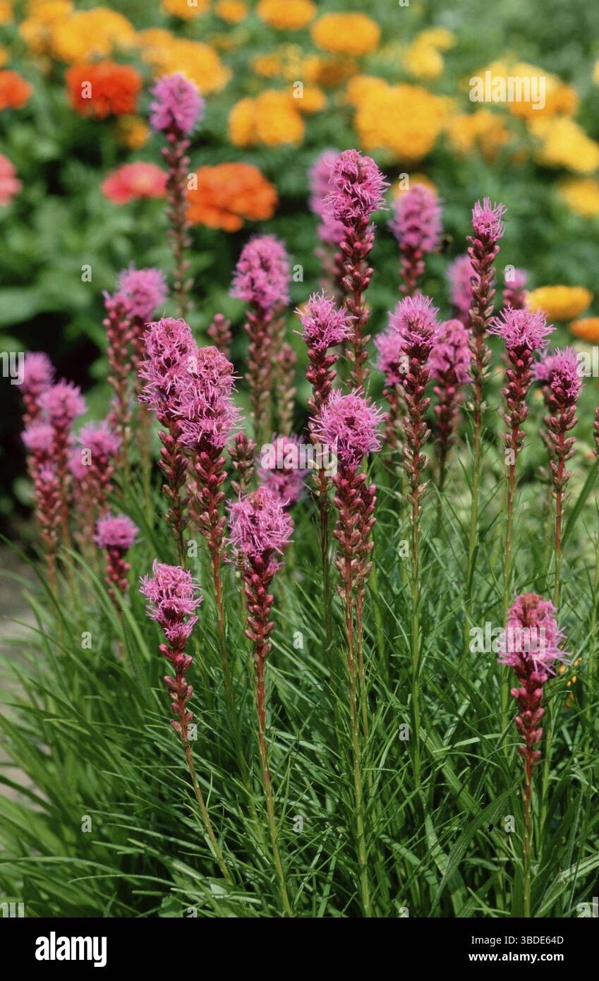 Prachtscharte (Liatris spicata) Foto Stock
