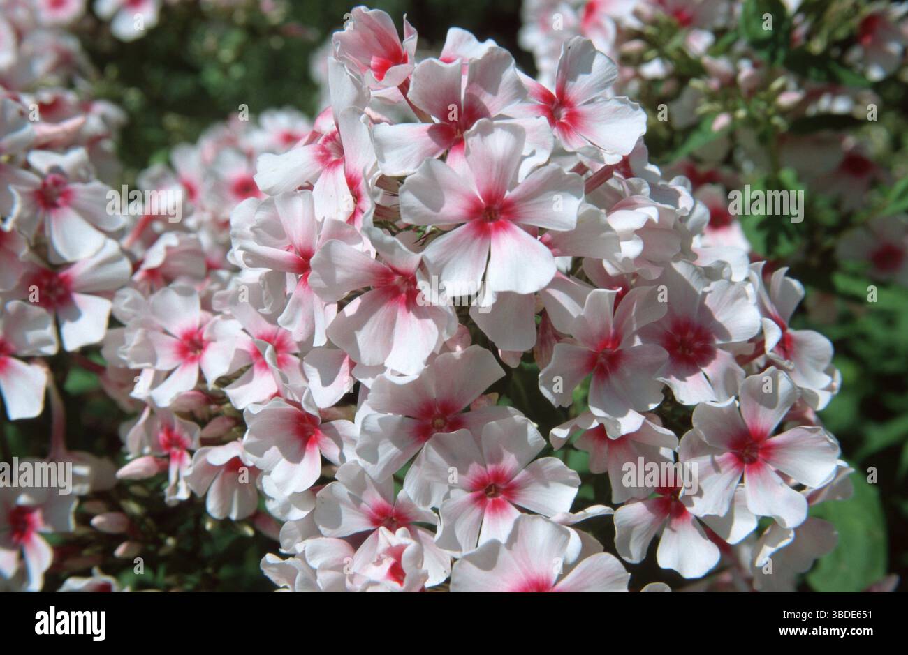 Phlox (Phlox paniculata hybride), Fiore di fiamma "Kirmeslaendler" Foto Stock