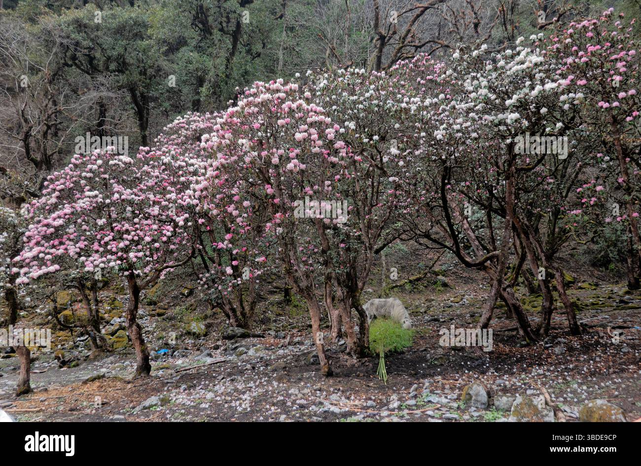 Foresta di Rhododendron nella valle di Langtang, Langtang National Park, Nepal Foto Stock