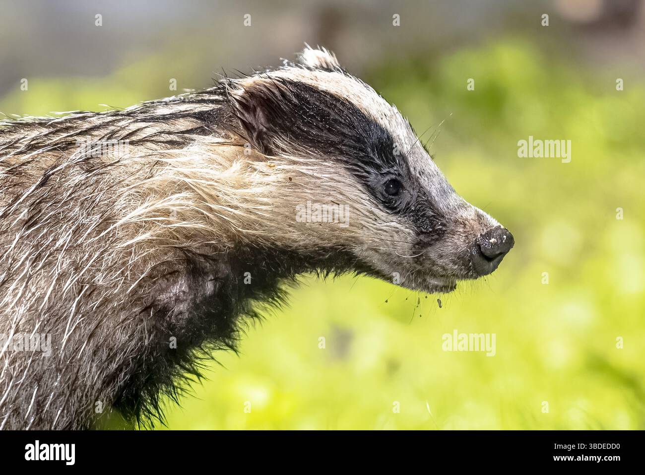 European Badger (Meles meles) camminare nella foresta di notte. Drenthe, Paesi Bassi. Fauna selvatica scena della natura in Europa. Foto Stock