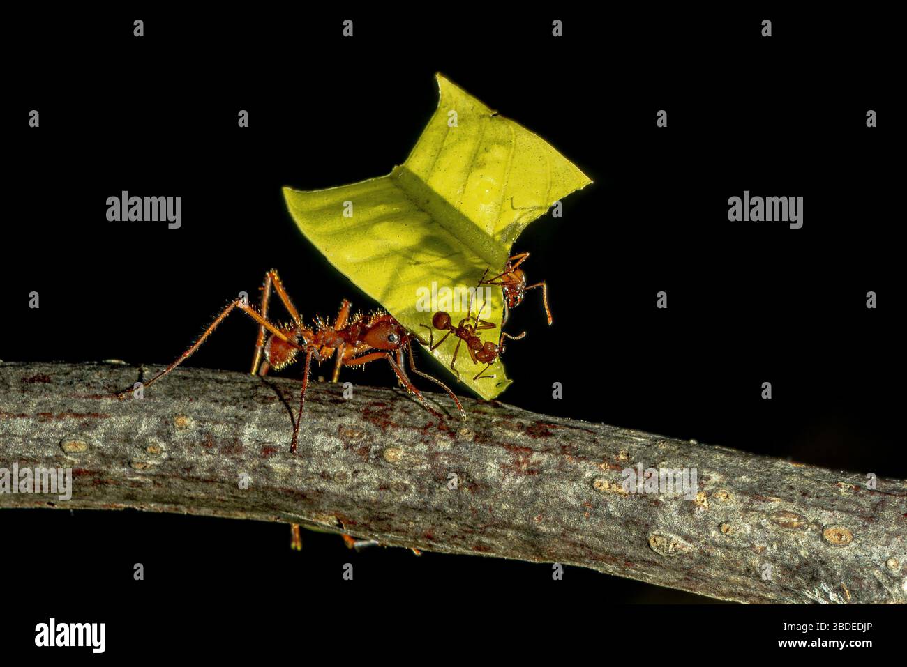 Atta sexdens è una specie di formica taglialegna appartenente alla tribù Attini, originaria dell'America, dagli Stati Uniti meridionali (Texas) all'Arge settentrionale Foto Stock
