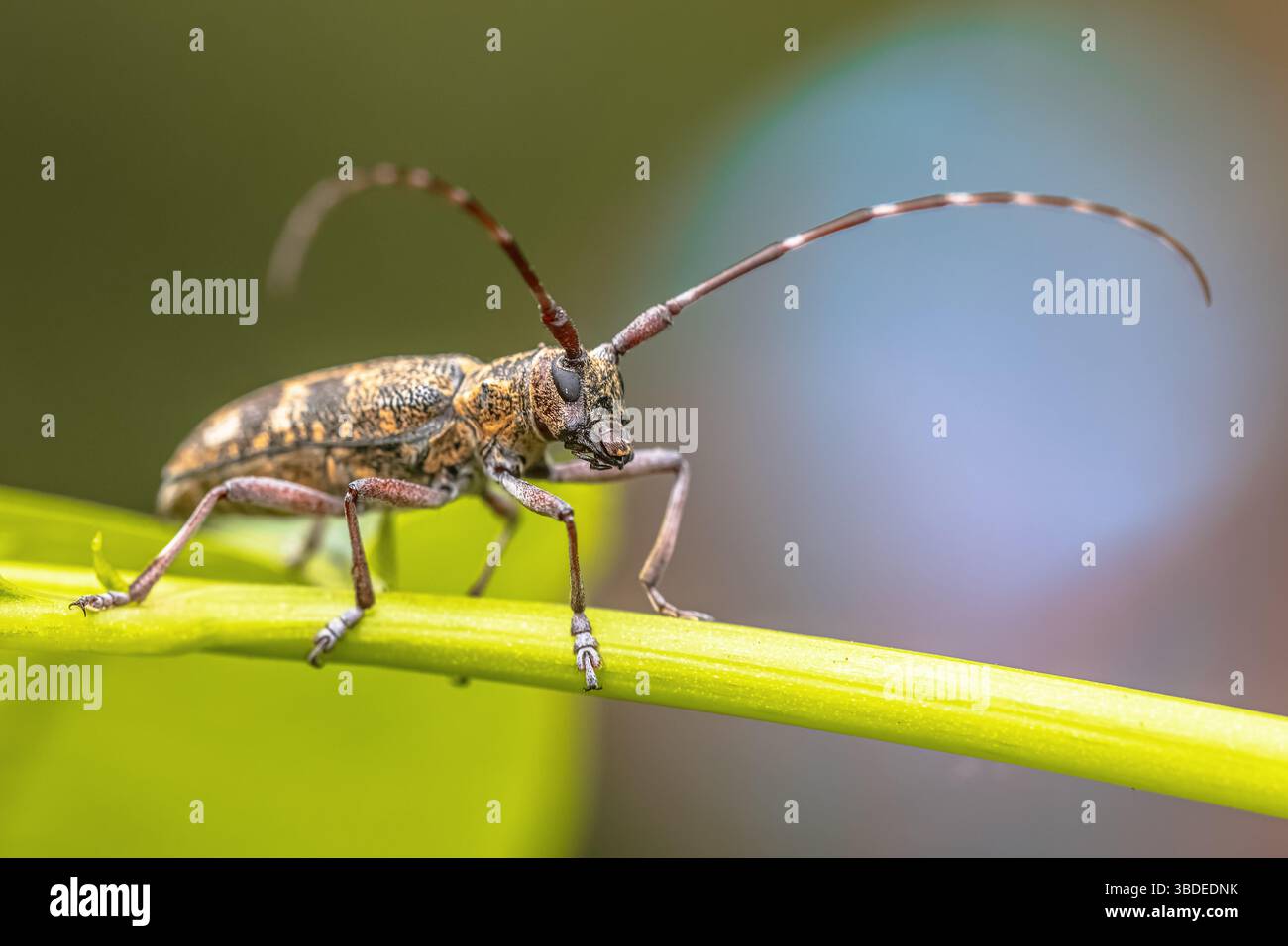 Pine Sawyer Beetle (Monochamus galloprovincialis) appoggiato su una foglia vista dal fronte. Foto alla testa della fauna selvatica degli insetti nella natura d'Europa. Foto Stock