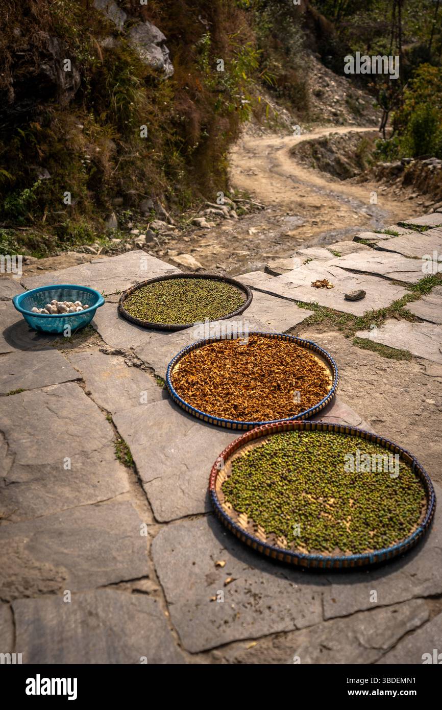 Preparare e asciugare lenticchie con spezie alle porte di una casa sulle montagne dell'Himalaya in Nepal. Foto Stock