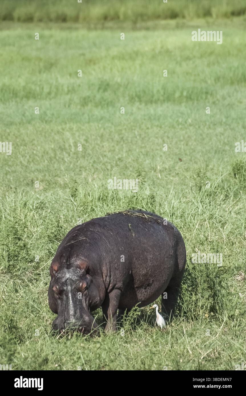Un ippopotamo pascolava nell'erba verde lussureggiante della riserva di Moremi del Delta dell'Okovango durante una giornata nuvolosa Foto Stock