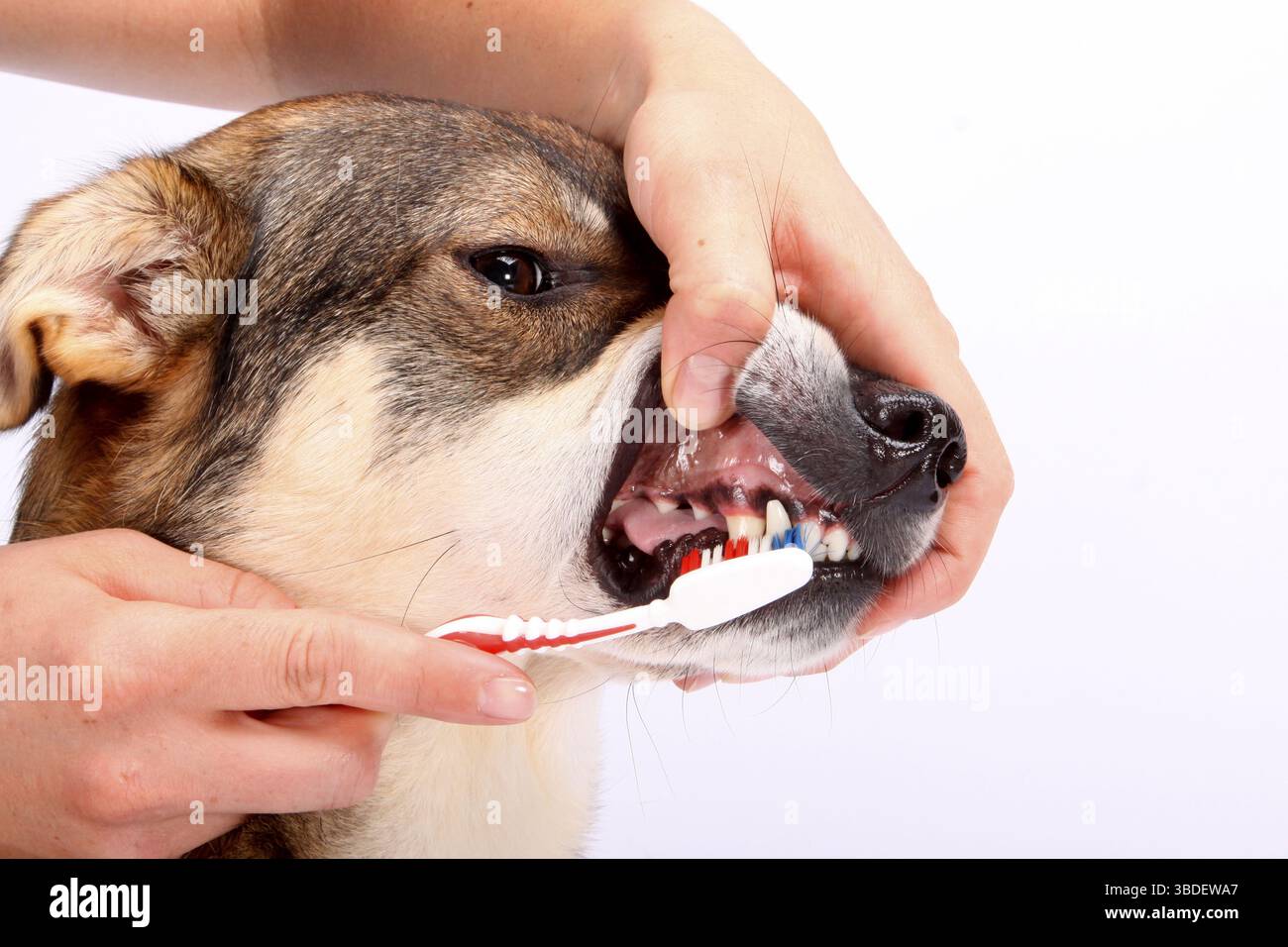 Mongrel dog, spazzolino da denti, spazzolino da denti, denti spazzolati, dentatura Foto Stock