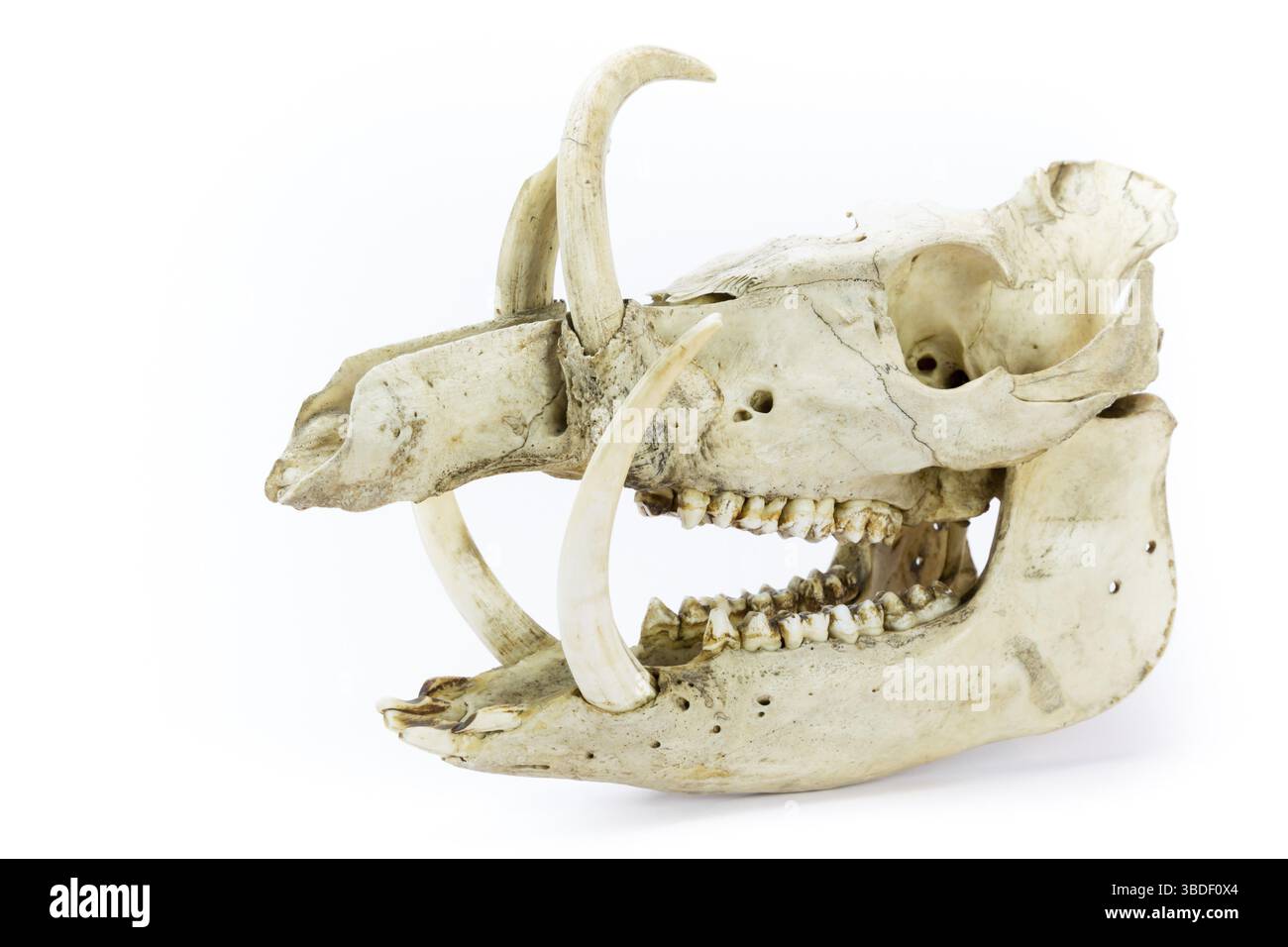 Cranio di cinghiale che mostra mascelle con denti grandi isolati su sfondo bianco Foto Stock