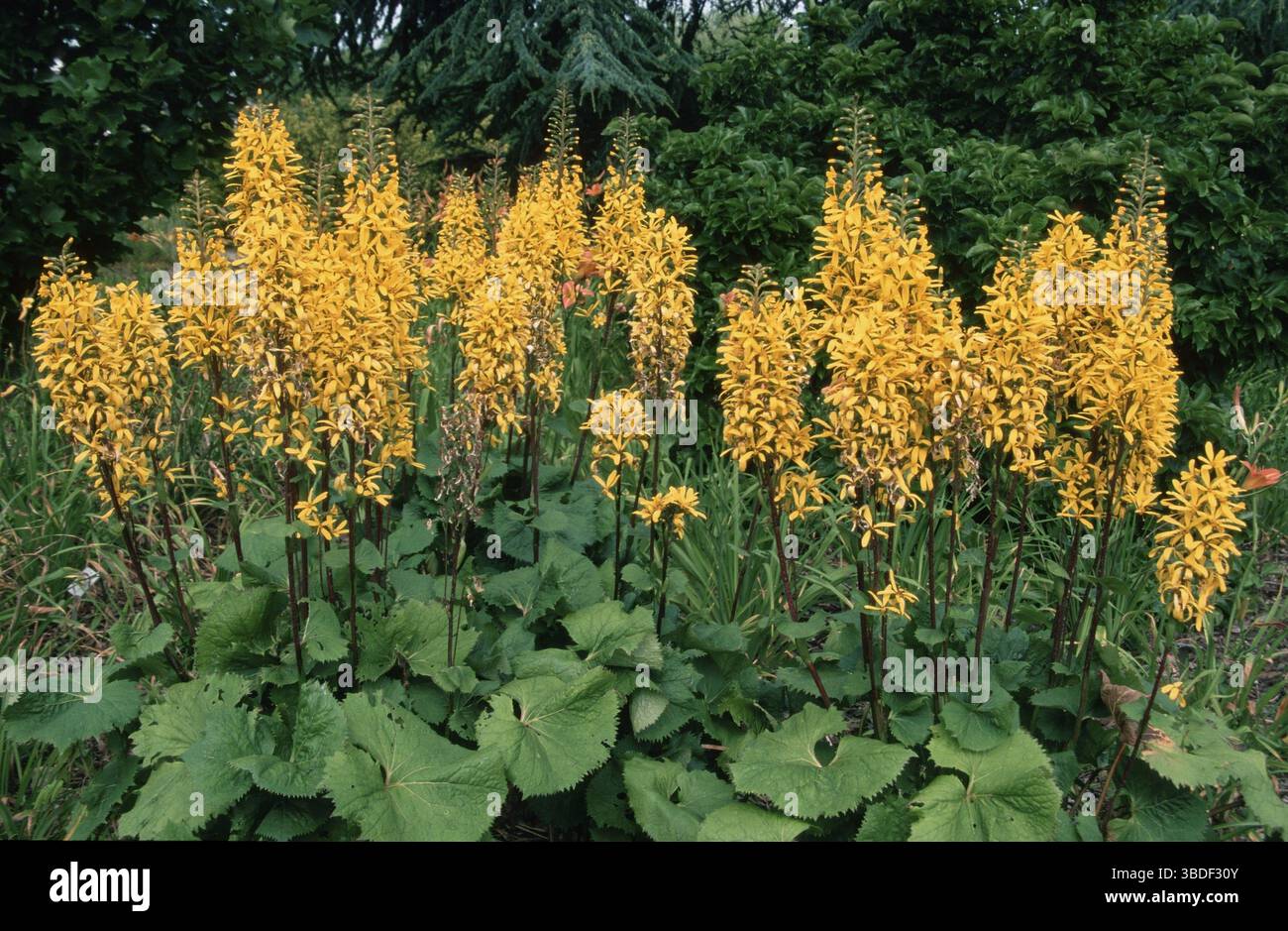 Ligularia 'Weihenstephan' (Ligularia stenocephala), Golden Cob ligularia 'Weihenstephan' (fiori) (piante da giardino ornamentali) (fioritura ornamentale i Foto Stock