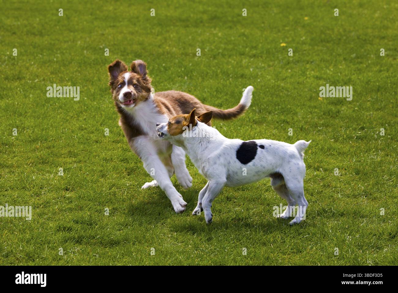 Jack Russell Terrier e Border Collie, cucciolo Foto Stock