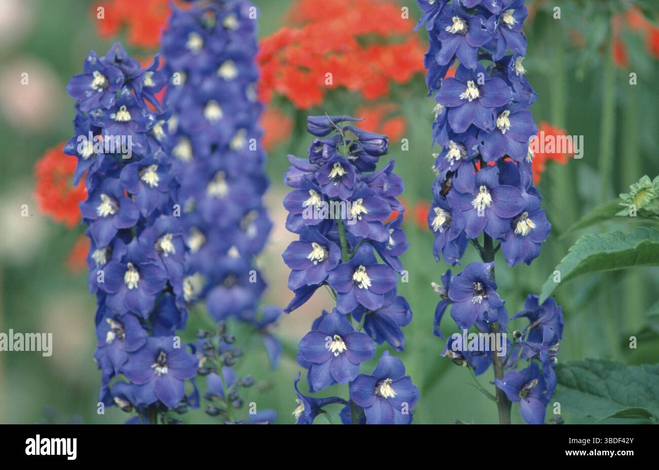 Larkspur (Delphinium hybride), delphinium (fiori) (piante da giardino Ranunculaceae) (fioritura) (paesaggio) (orizzontale) (blu) (blu) Foto Stock