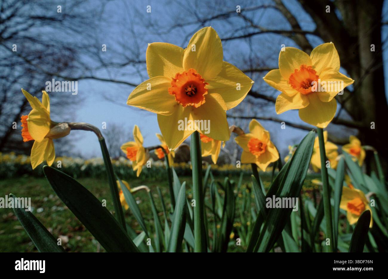 Narcissusses, 'Brackenhurst', narcisi a corona grande, fiori, piante da giardino piante ornamentali, piante bulbose ornamentali, famiglia dei gigli, Liliaceae, fl Foto Stock