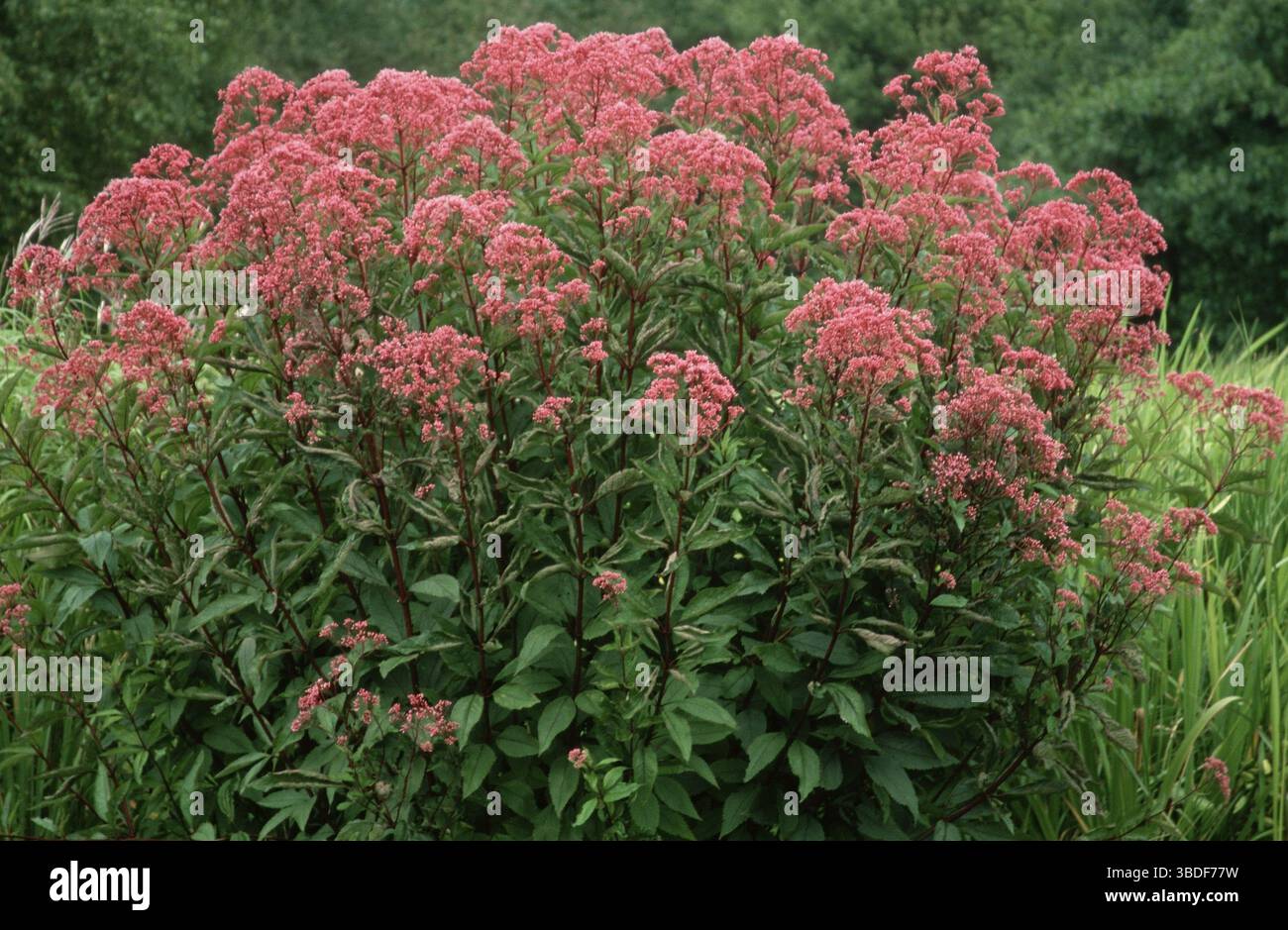 Agrimonia (Eupatorium purpureum atropurpureum) Foto Stock