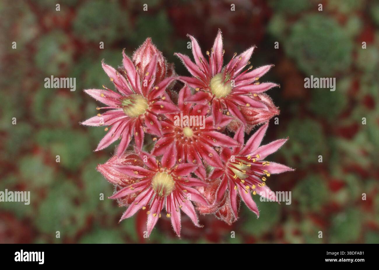 Galline e polli Houseleek, fiori [Sedum Common Houseleek (Sempervivum tectorum), houseleek comune, fiori, Europa, fiori, le piante da giardino si spaccano Foto Stock