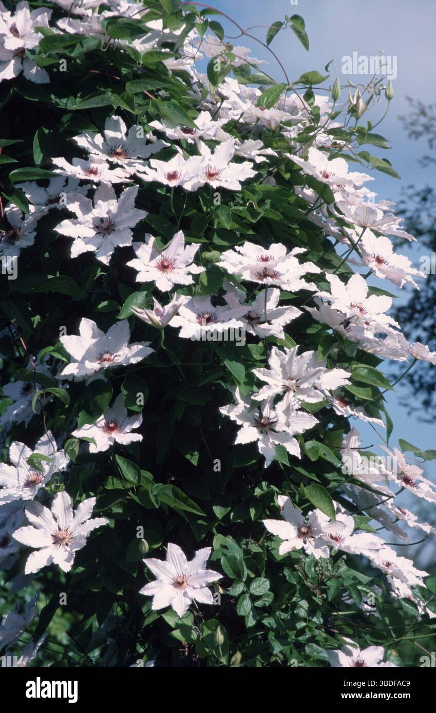 Clematis (Clematis ibride), Clematis "Regina delle nevi" (fiori) (piante da giardino ornamentali) (Ranunculaceae ornamentali) (fioritura) (rosa) (verticale) Foto Stock