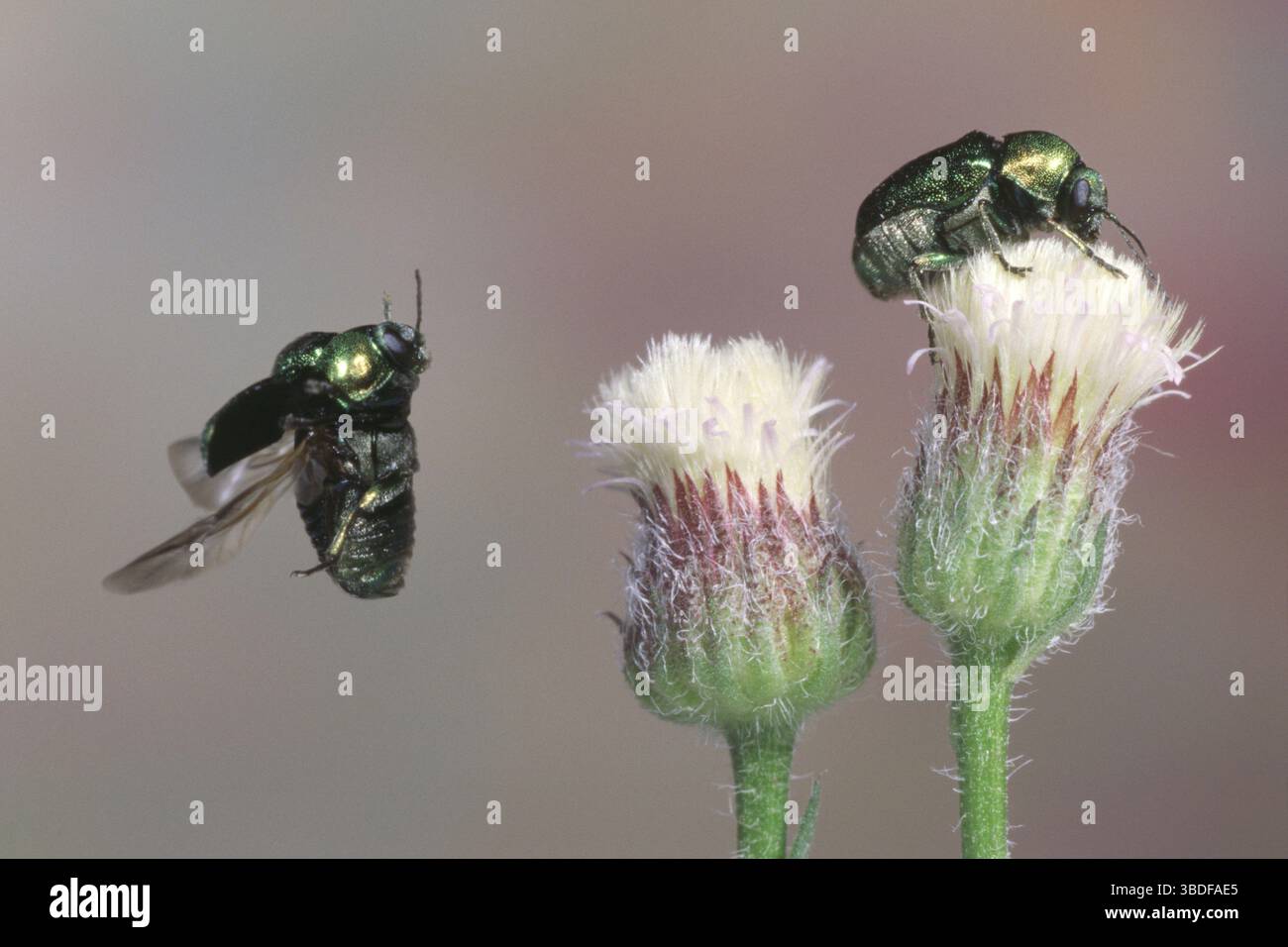 Scarabeo a goccia di seta (Cryptocephalus sericeuss), scarabeo a goccia verde-blu, scarabeo a goccia verde-blu Foto Stock