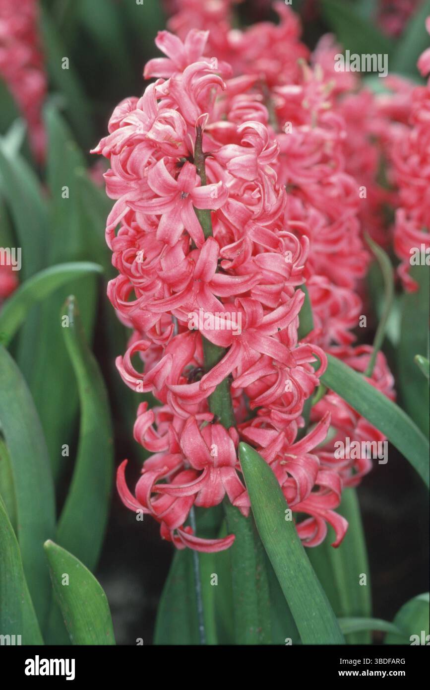 Giacinti 'Rosa Perla' (Hycinthus orientalis ibrido). Foto Stock