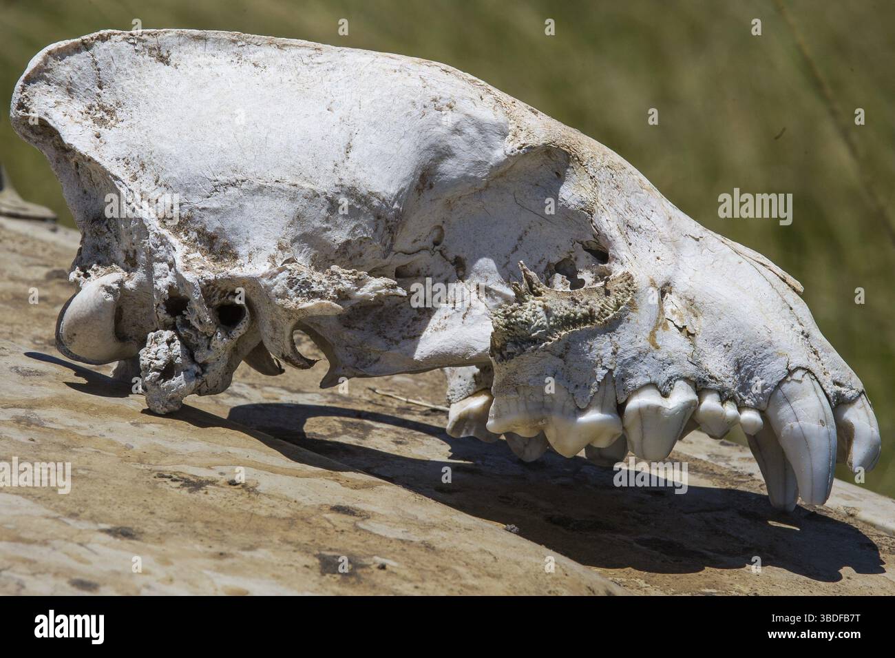 Animale, selvatico, leopardo, gatto, sfondo, texture, pattern, stampa, design, pelle, illustrazione, safari, natura, esotico, pelliccia, fauna selvatica, astratta, arte, tex Foto Stock