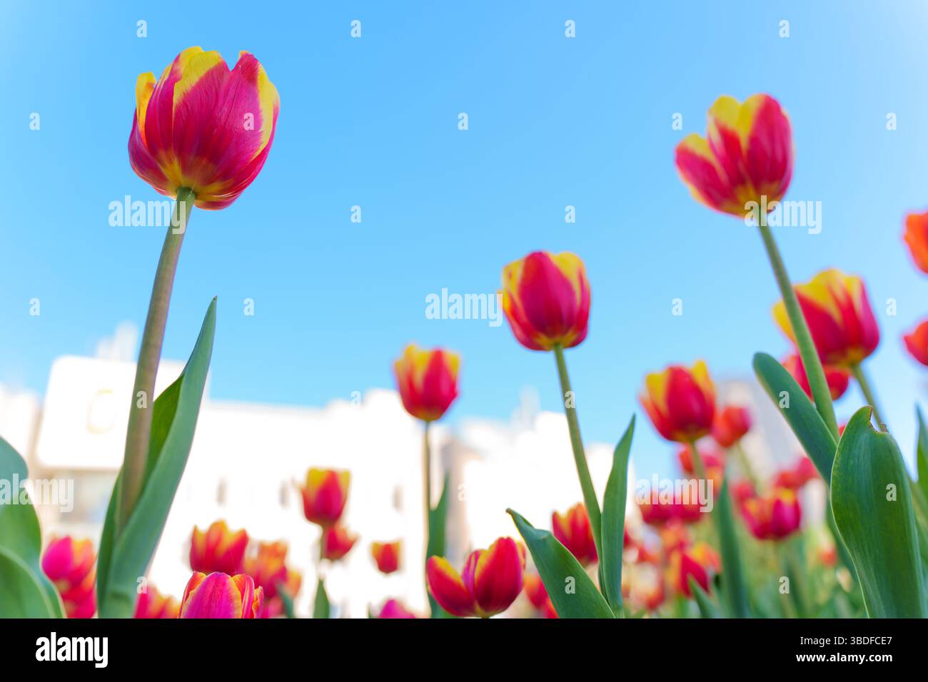Colorato spettacolo di tulipani con vivaci petali rossi e gialli che ondeggiano dolcemente nella brezza contro un cielo azzurro, catturando l'essenza della primavera. Foto Stock