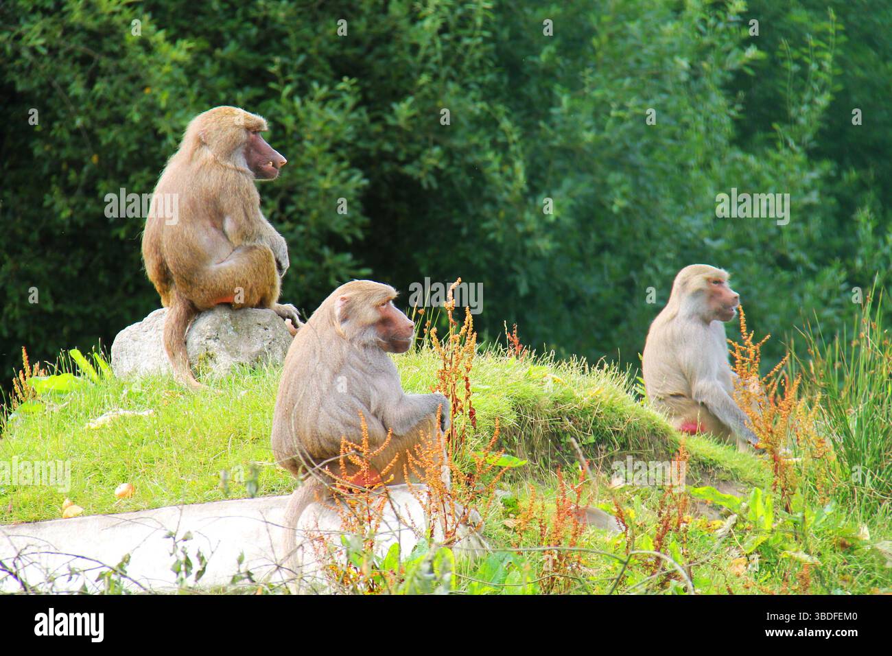 Un gruppo di tre Hamadryas Baboon Monkey Animals. Foto Stock