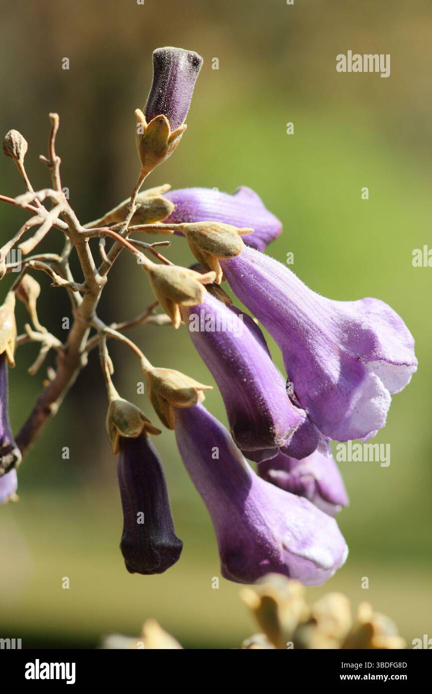 Paulownia tomentosa, o albero Foxglove, che mostra caratteristiche fioriture di uve in primavera. REGNO UNITO Foto Stock