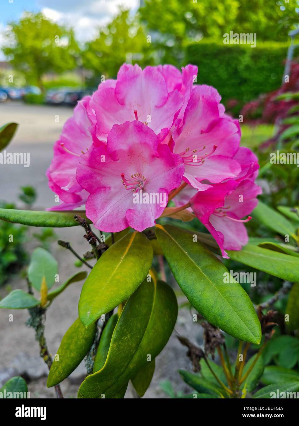 gruppo di fiori rosa rododendri in piena fioritura, circondati da foglie verdi lussureggianti, catturati all'aperto con uno sfondo urbano sfocato che suggerisce Foto Stock