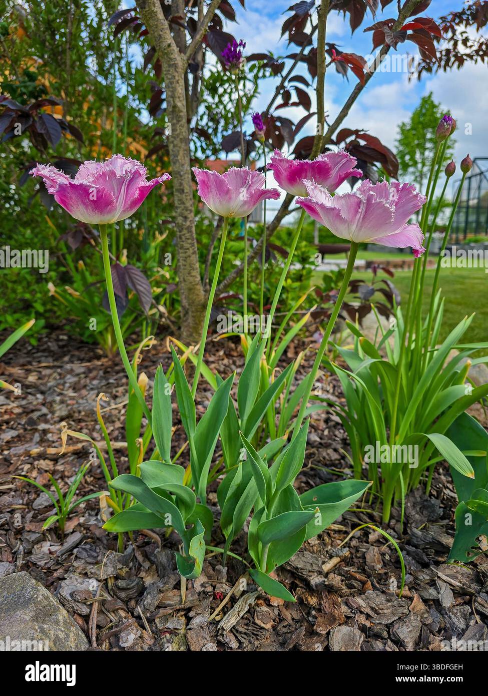 i tulipani rosa con petali frangiati fioriscono graziosamente in un letto di giardino pacciato, circondati da un verde fresco e adagiati su un tranquillo dorso primaverile Foto Stock