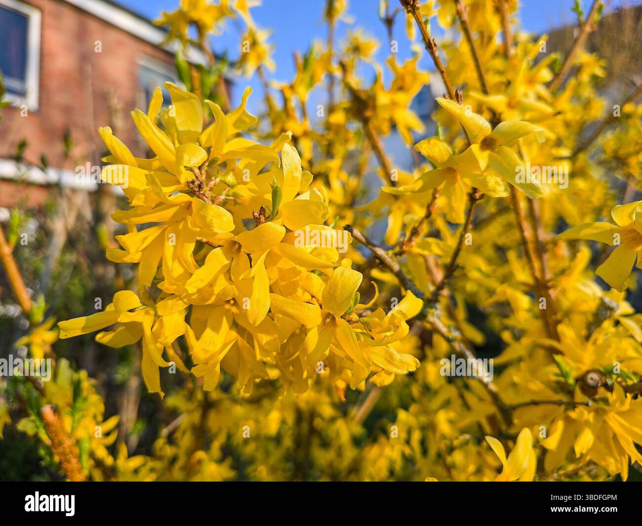 i fiori gialli di forsythia fioriscono vibrantemente alla luce del sole, segnalando l'arrivo della primavera su uno sfondo di cielo blu e una casa in mattoni Foto Stock