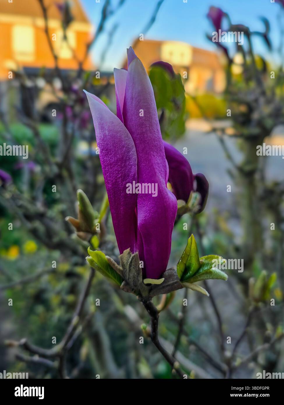il bocciolo di fiori di magnolia viola inizia ad aprirsi, circondato da foglie verdi fresche, adagiato su uno sfondo suburbano morbido alla luce delle prime luci di primavera Foto Stock