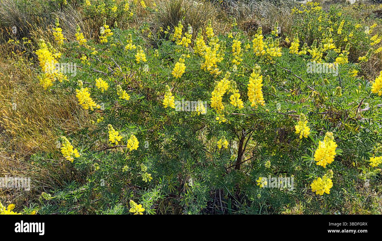 Bush Lupine costiero che cresce su dune di sabbia alla spiaggia di Ferry Point, Hayling Island Foto Stock