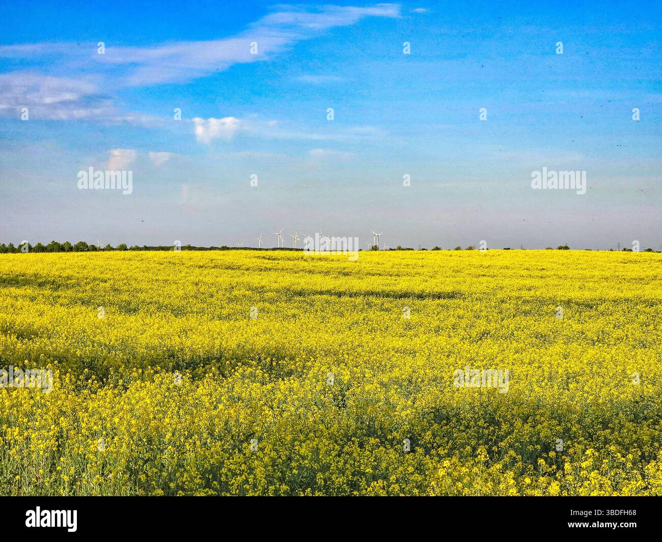 un vasto campo di colza giallo si estende all'orizzonte sotto un cielo blu brillante, irradiando la vibrante energia della primavera in campagna Foto Stock
