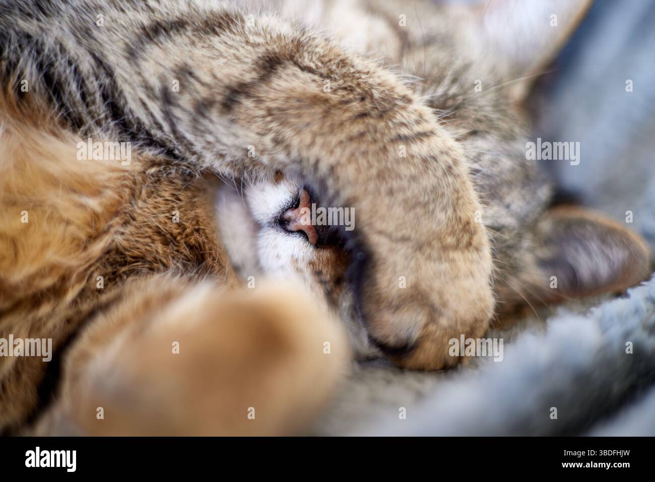 Un gatto si arriccia comodamente, nascondendo il viso con la zampa mentre si appoggia su una superficie morbida. La calda luce del sole illumina delicatamente la pelliccia, creando un Foto Stock