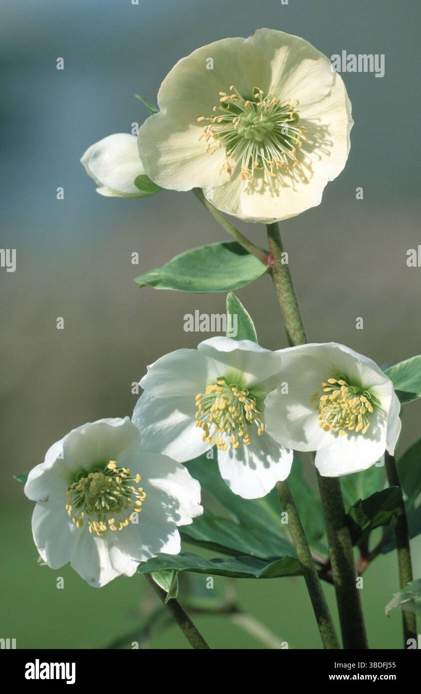 L'elleboro (Helleborus niger) Foto Stock