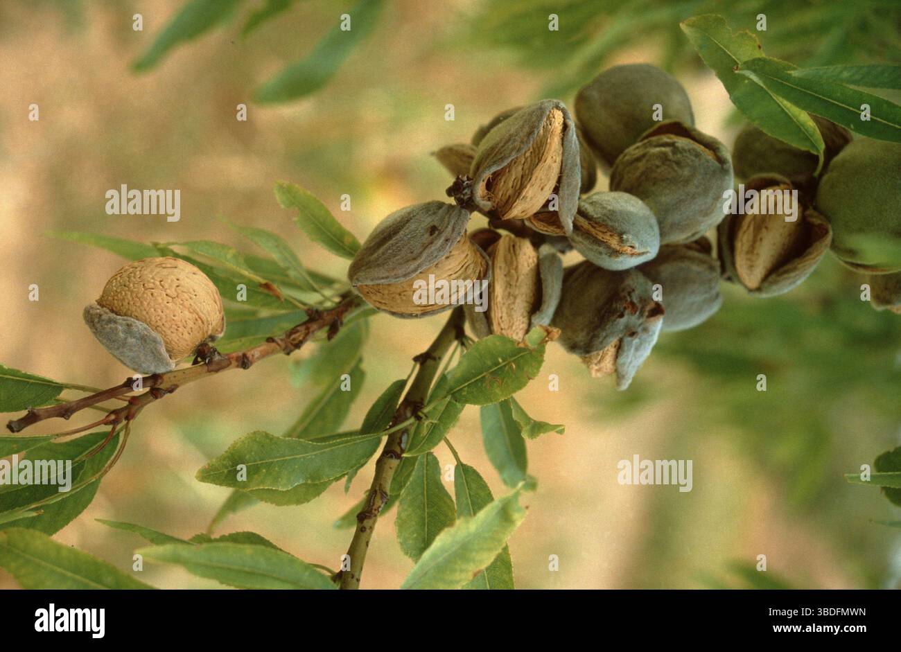 Mandorle (Prunus dulcis) sugli alberi, Mandeln am Baum, Pflanzen, piante, Rosengewaechse, Rosaceae, Querformat, orizzontale, Fruechte, Frucht, frutta, AST, ZW Foto Stock