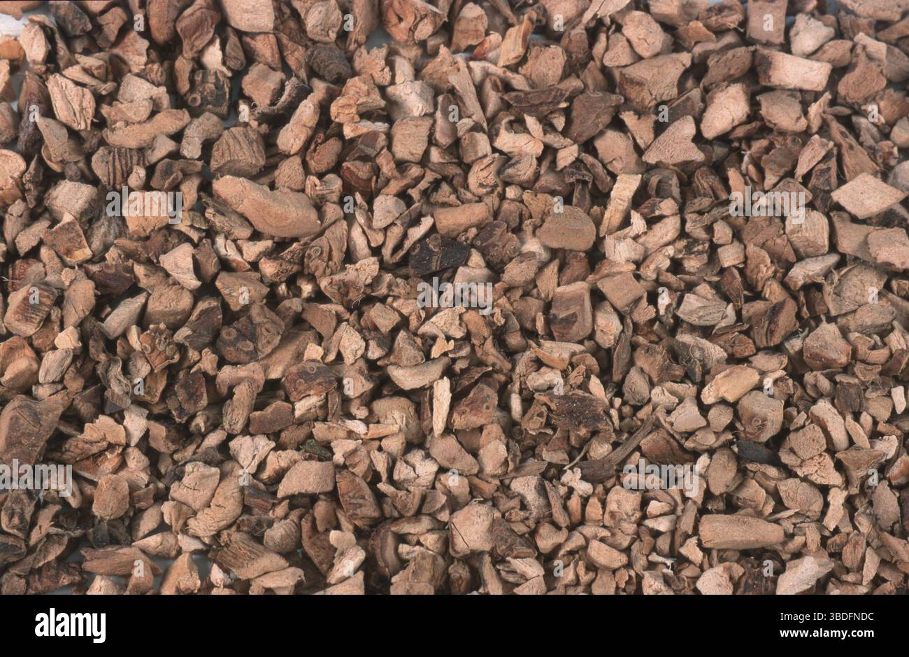 Radice secca (bandiera dolce (palma) bandiera dolce (palma) (Acorus calamus), Cinnamon Sedge, Flagroot, Myrtle Flag, Sweet, tedesco Ginger, tedesco Zedoa Foto Stock