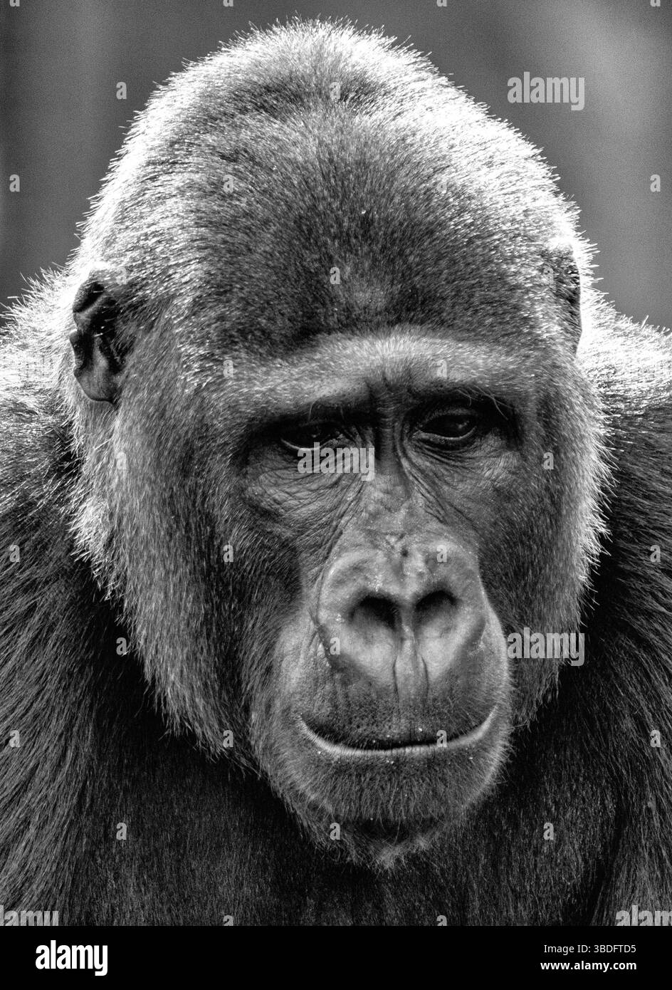vista di un grande gorilla maschio Foto Stock