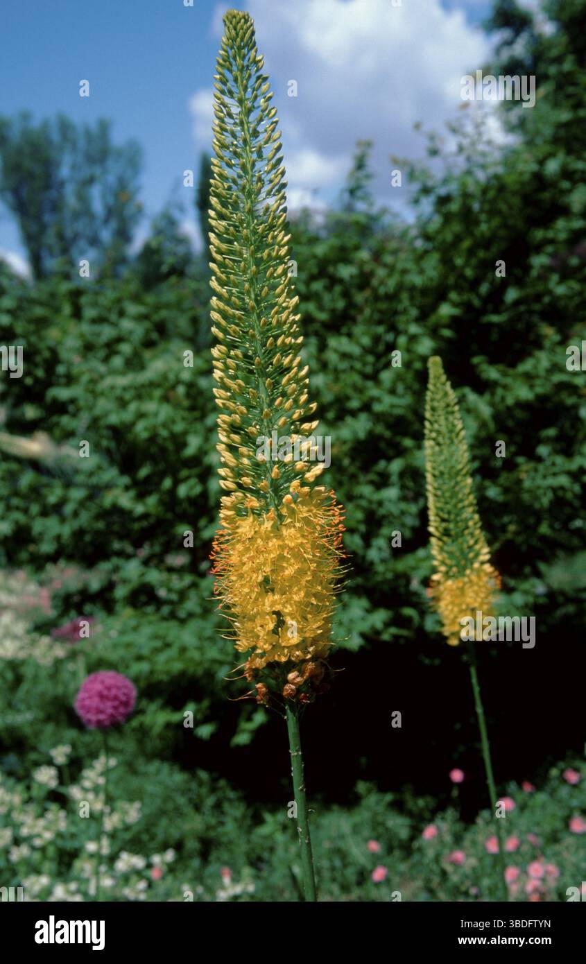 Bunges Eremurus stenophyllus (Eremurus bungei) (Eremurus stenophyllus stenophyllus) (Asia) (fiori) (piante da giardino Affodilidae) (Asphodelaceae Foto Stock