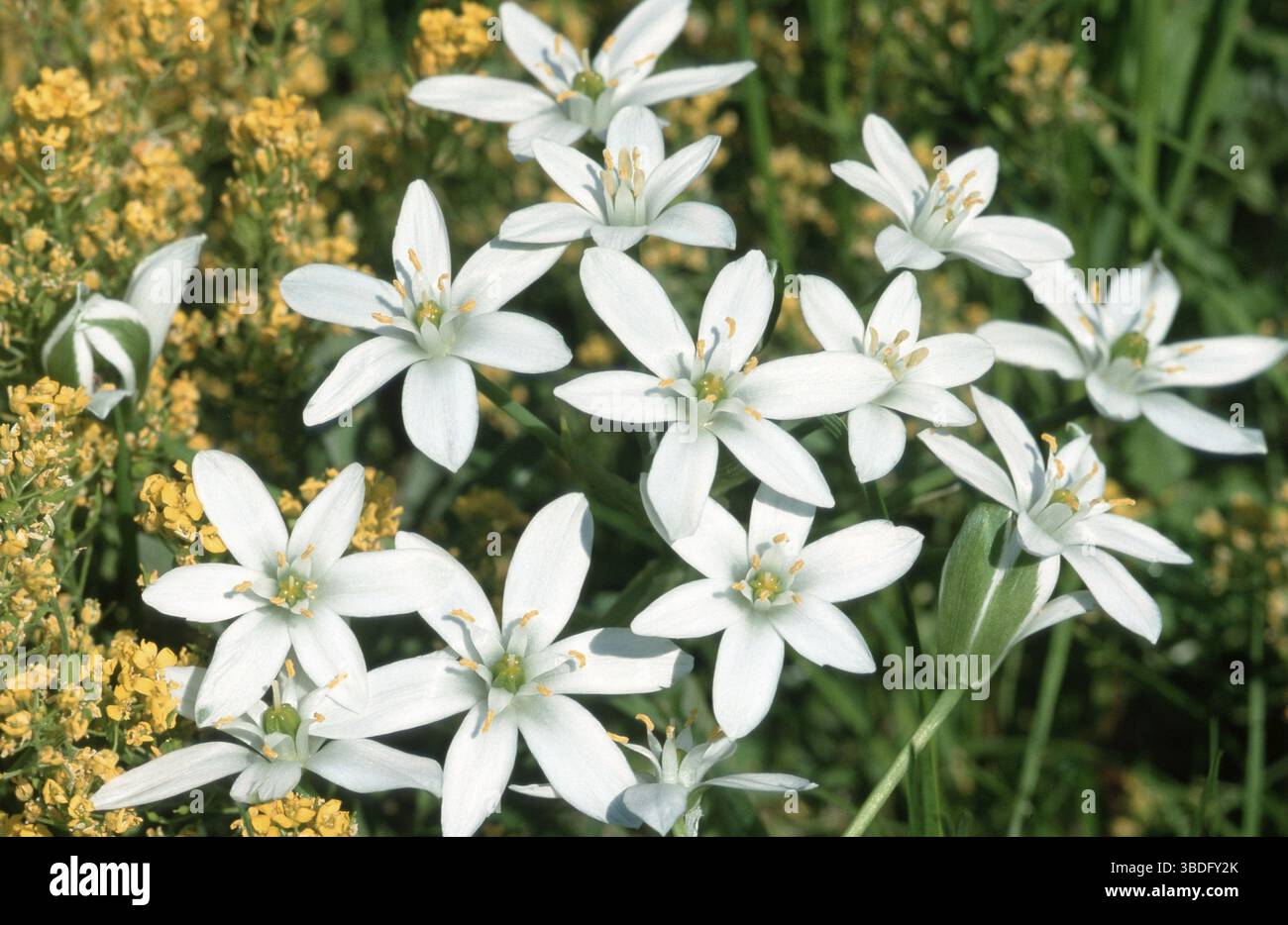 Stella comune di Betlemme (Ornithogalum umbellatum), Stella di Betlemme latte Stella (Europa) (Fiori) (piante) (Liliaceae) (Fiori) (bianco) (paesaggio) Foto Stock