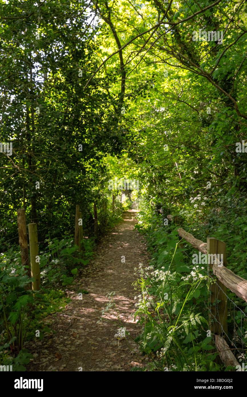 Sentiero pubblico nella campagna inglese in primavera. Tra Chelsham e Farleigh nel Surrey, Regno Unito. Messa a fuoco in primo piano. Foto Stock
