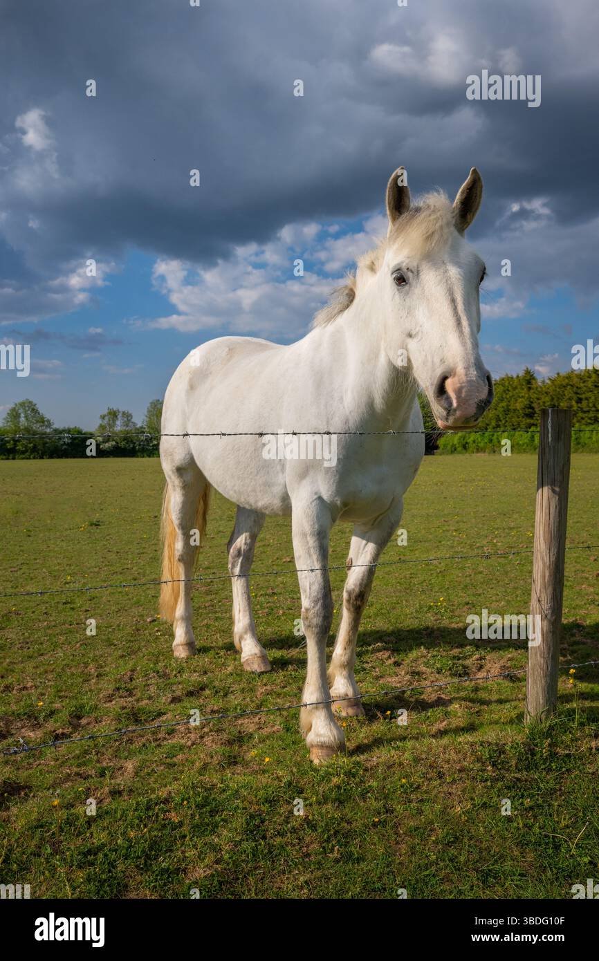 Un cavallo grigio in piedi in un campo e che guarda su una recinzione. Fattoria vicino a Farleigh nel Surrey, Regno Unito. Foto Stock
