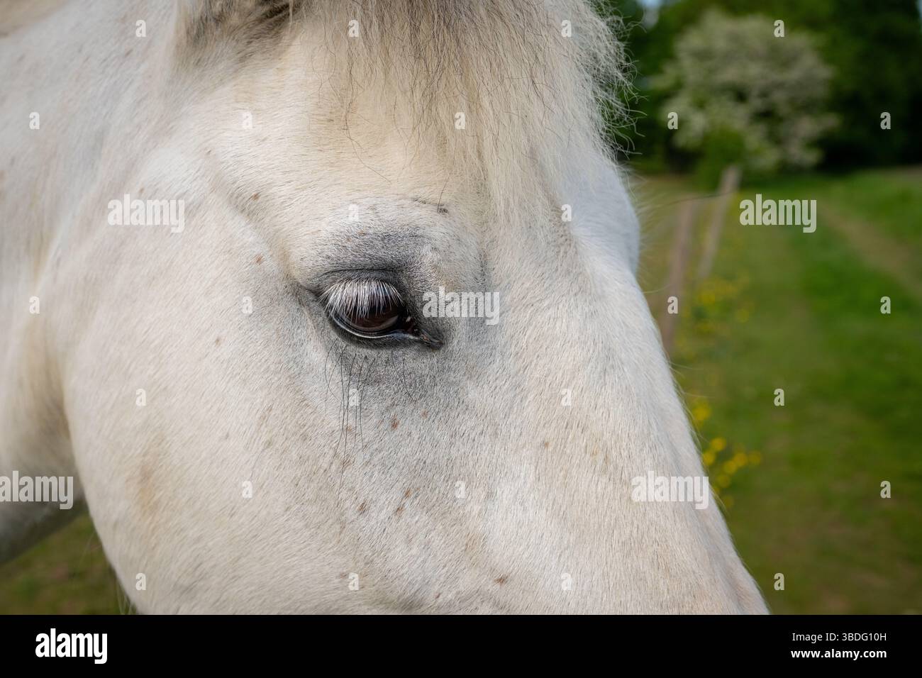 Primo piano della testa di un cavallo grigio in un campo che mostra gli occhi Foto Stock