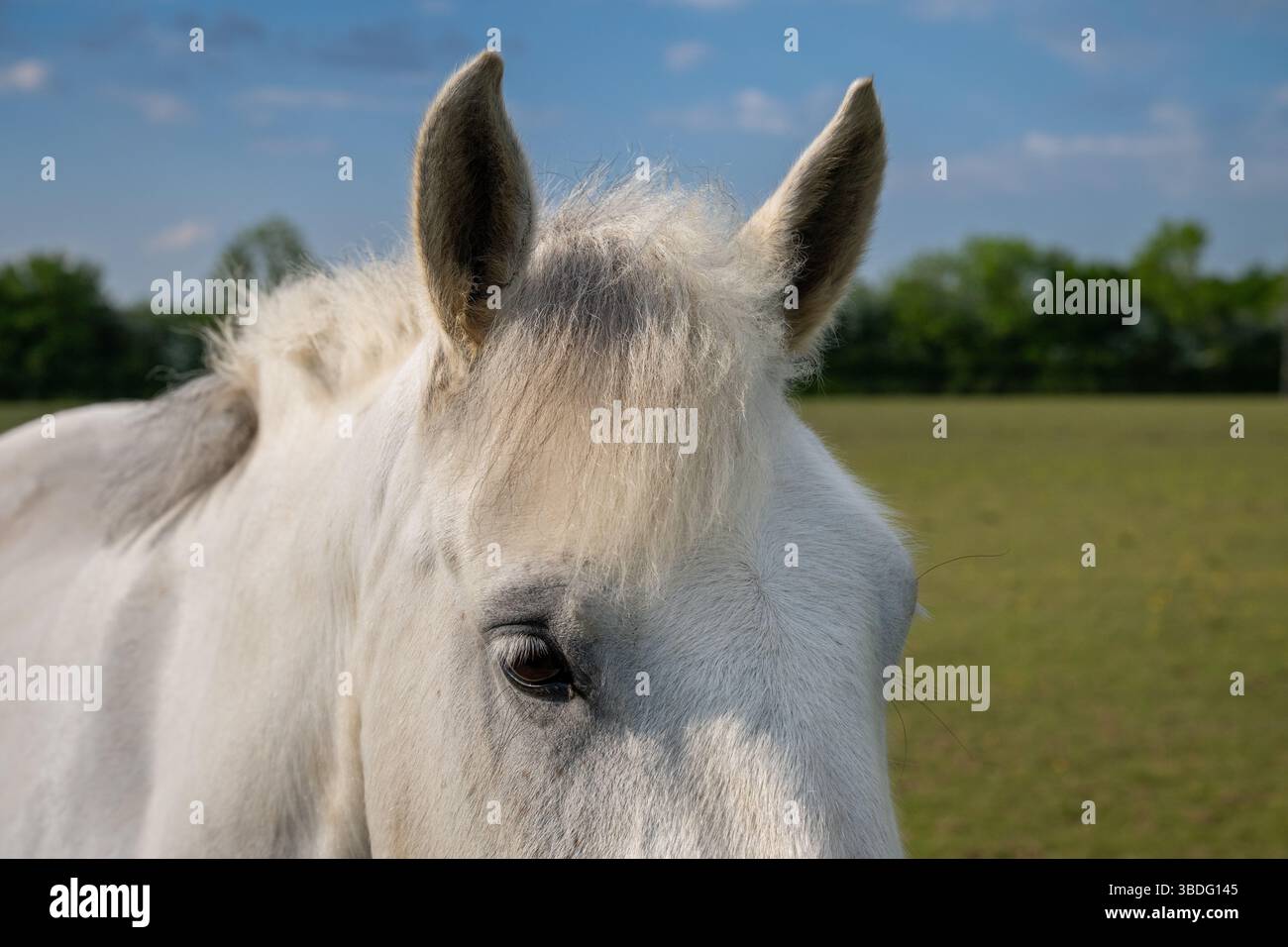 Primo piano della testa di un cavallo grigio in un campo che mostra orecchie e occhi Foto Stock
