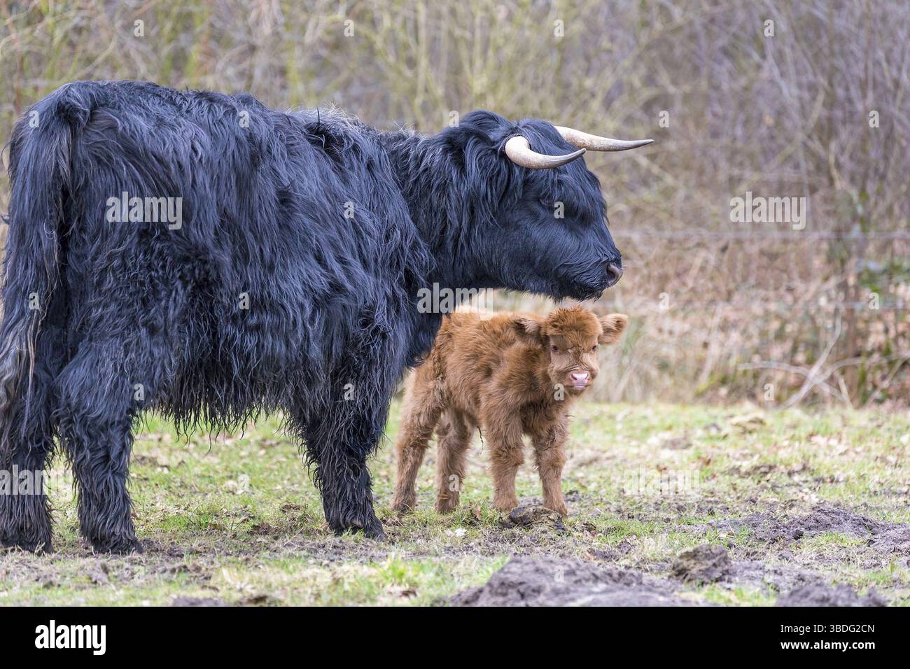 Nero highlander scozzese vacca madre con il neonato vitello marrone in stagione primavera Foto Stock