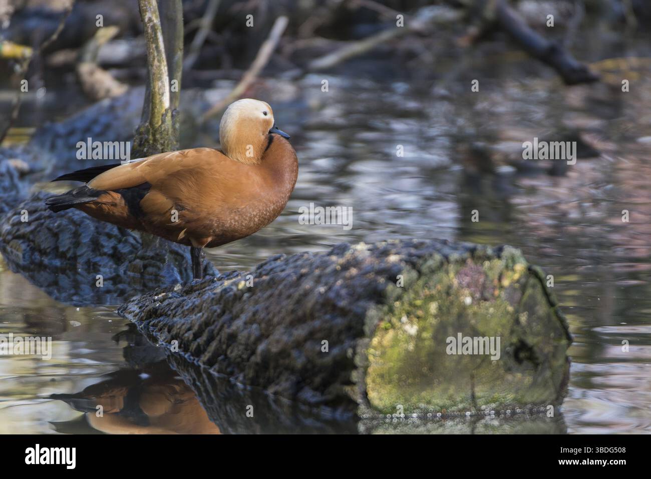 Adulto, animale, becco, bello, bellezza, uccelli, primo piano, raccolta, corrispondenza, cultura, carino, anatra, piuma, ferruginea, gallina, verde, habitat, ciao Foto Stock
