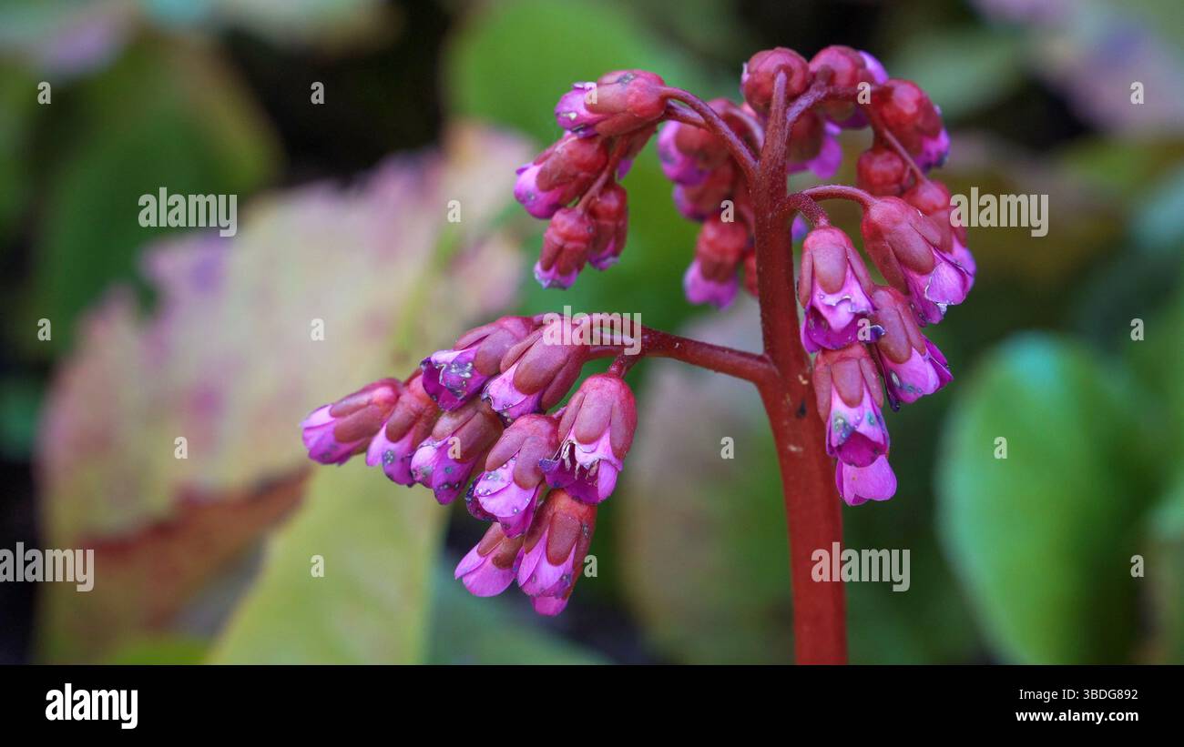I boccioli di fiori dai colori vivaci emergono dallo spesso stelo della Bergenia crassifolia, che si distingue contro il suo ampio fogliame. Le ricche trame della pianta e. Foto Stock