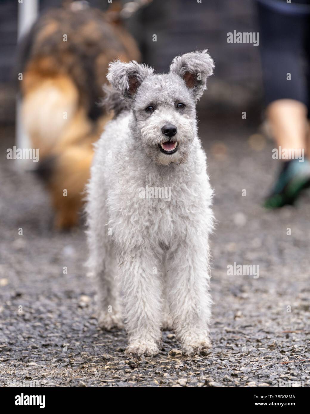 Il cane ungherese Pumi fissava la telecamera mentre aspettava di iniziare una gara Foto Stock