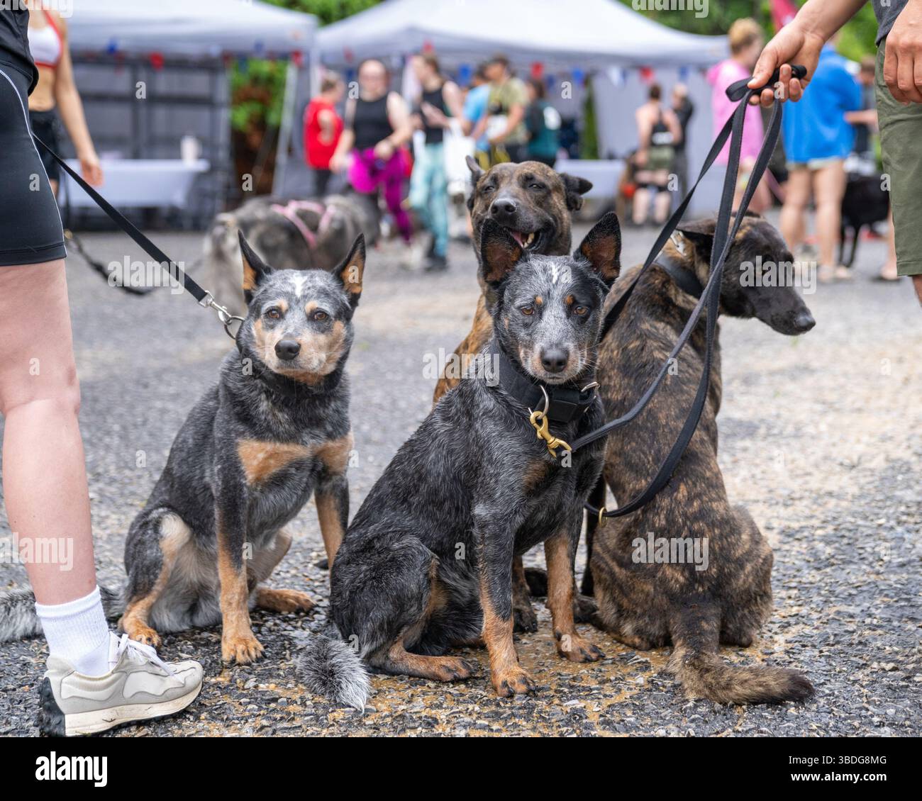 Gruppo di cani che includono cani da bestiame e Malinois belga alla linea di partenza di una corsa di fango Foto Stock